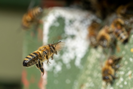 De første flyveture fra bistadet 1