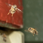 Ole O - De første flyveture fra bistadet