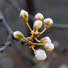 Mirabelle knupper på spring