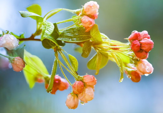 Forårsblomster i regnvejr