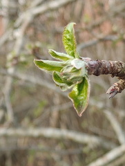 IMG20250409191312.jpg 2