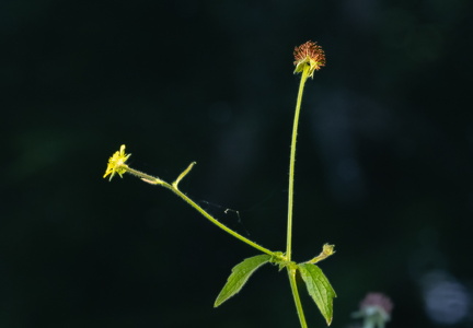 Blomster over Klosterkanalen