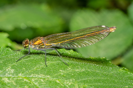 Blåbåndet Pragtvandnymfe Ole O