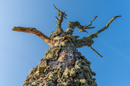 Dødt træ på vej op i himlen Ole O