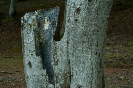 Natur skulptur