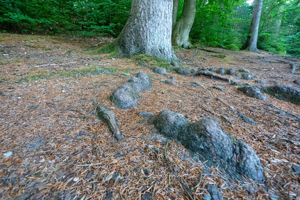 Åreknuder