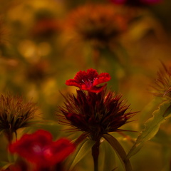 Blomster-2