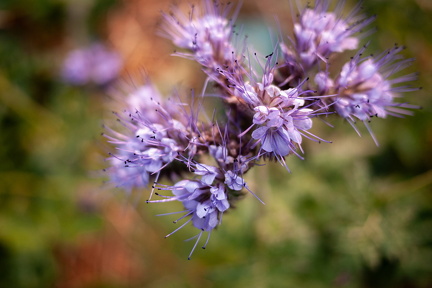 Blomster-4