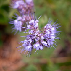 Blomster-5