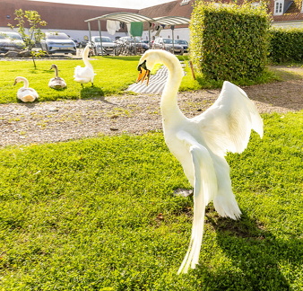 Svanepar med unger. Rør ej mine unger!!!