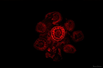 Amøbe forklæde som kiwi