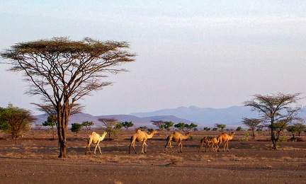 Billeder fra Turkana, Kenya