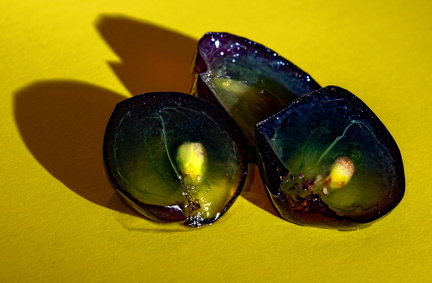 Vindruer med kærner