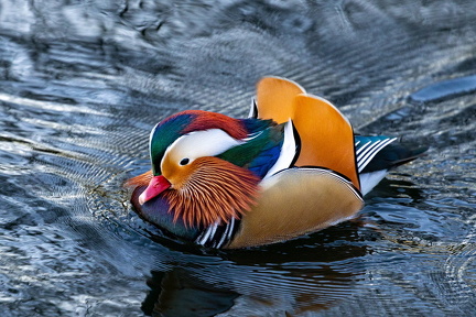 Mandarin andrik i Ry