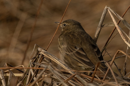 2025-10-30 DSC 1759-Edit