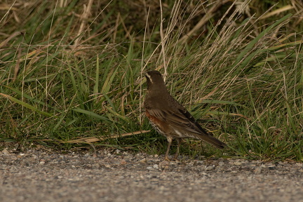 2025-10-31 DSC 1998-Edit