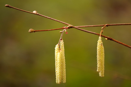 Hassel busk/træ. Miniblomster og rakler