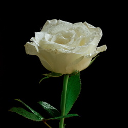 Dråber i blomst