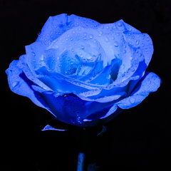 Våd hvid rose i blåt lys