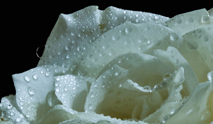 Hvid rose i regnvejr