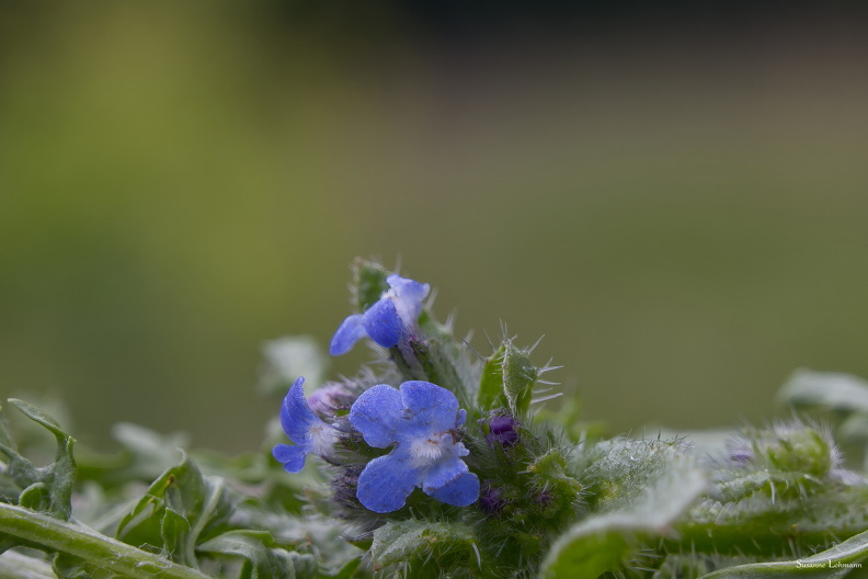 _MG_5629.jpg