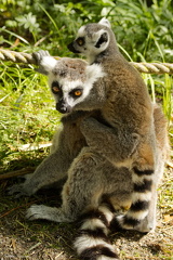 Lemur m unge  MG 6371