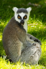 Lemur, halløjsa  MG 6347
