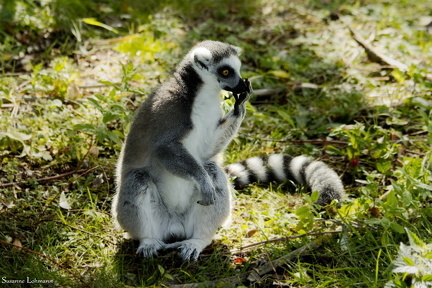 Lemur, hovsa MG 6360