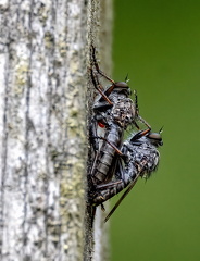 Uartige insekter
