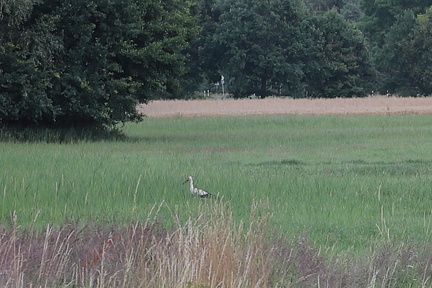 Lars Calundan006471