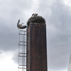 Lars Calundan006472